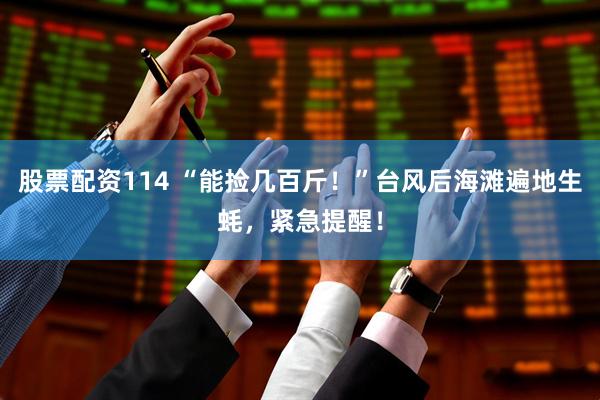 股票配资114 “能捡几百斤！”台风后海滩遍地生蚝，紧急提醒！
